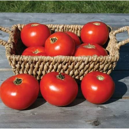 Fresh Tomatoes